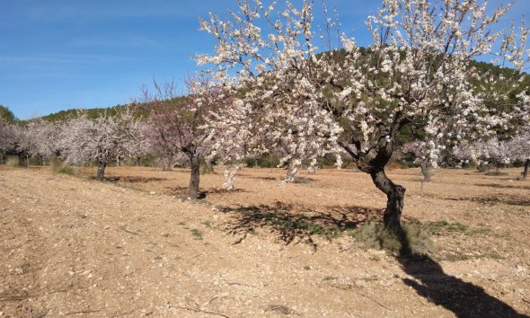 Farm Estate / Country Property - Resale - Bullas - Bullas