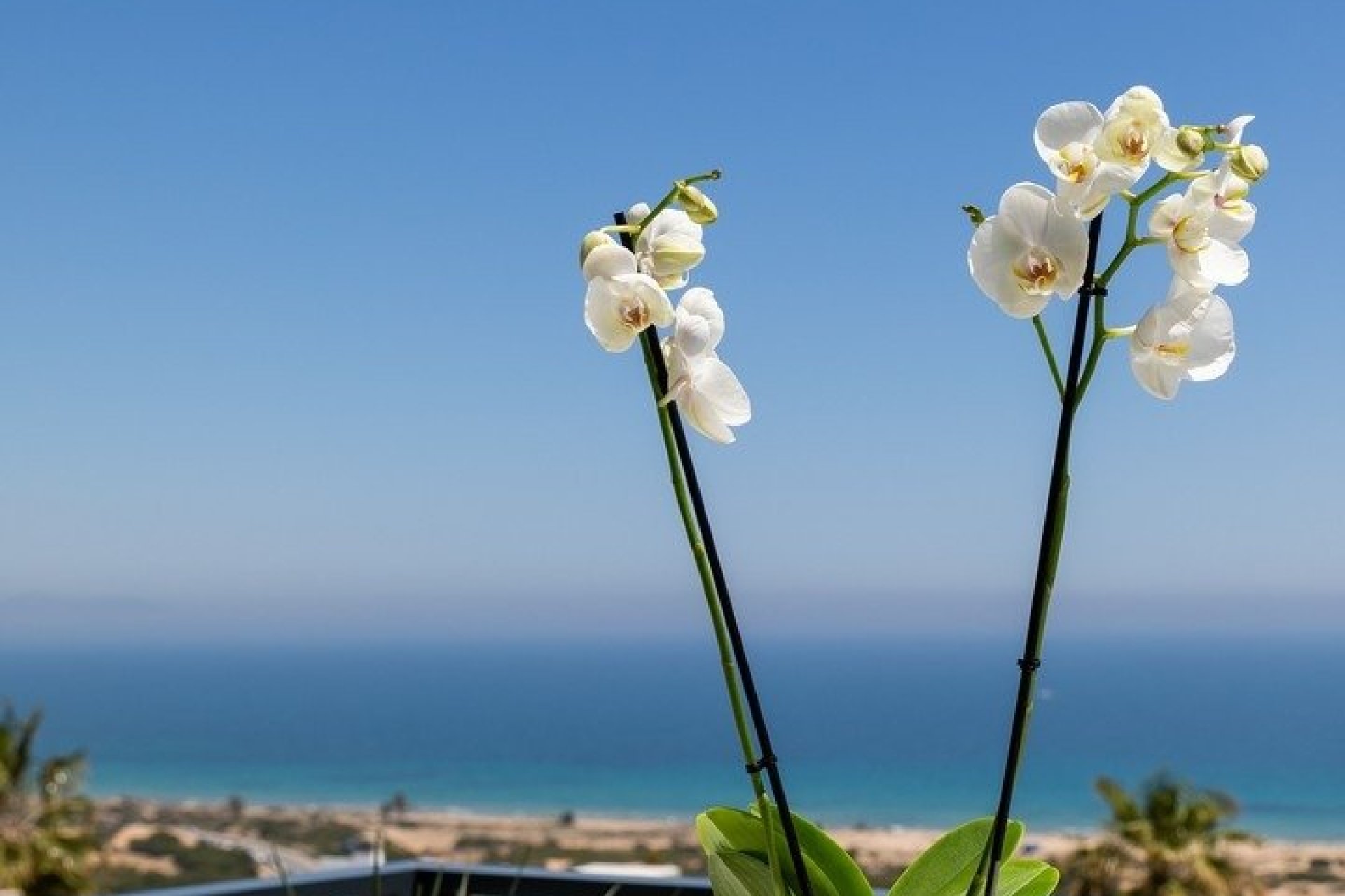 Obra nueva - Apartamento - Santa Pola