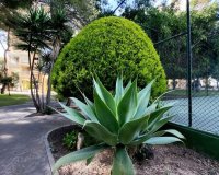 Resale - Apartment - Orihuela Costa - Dehesa De Campoamor