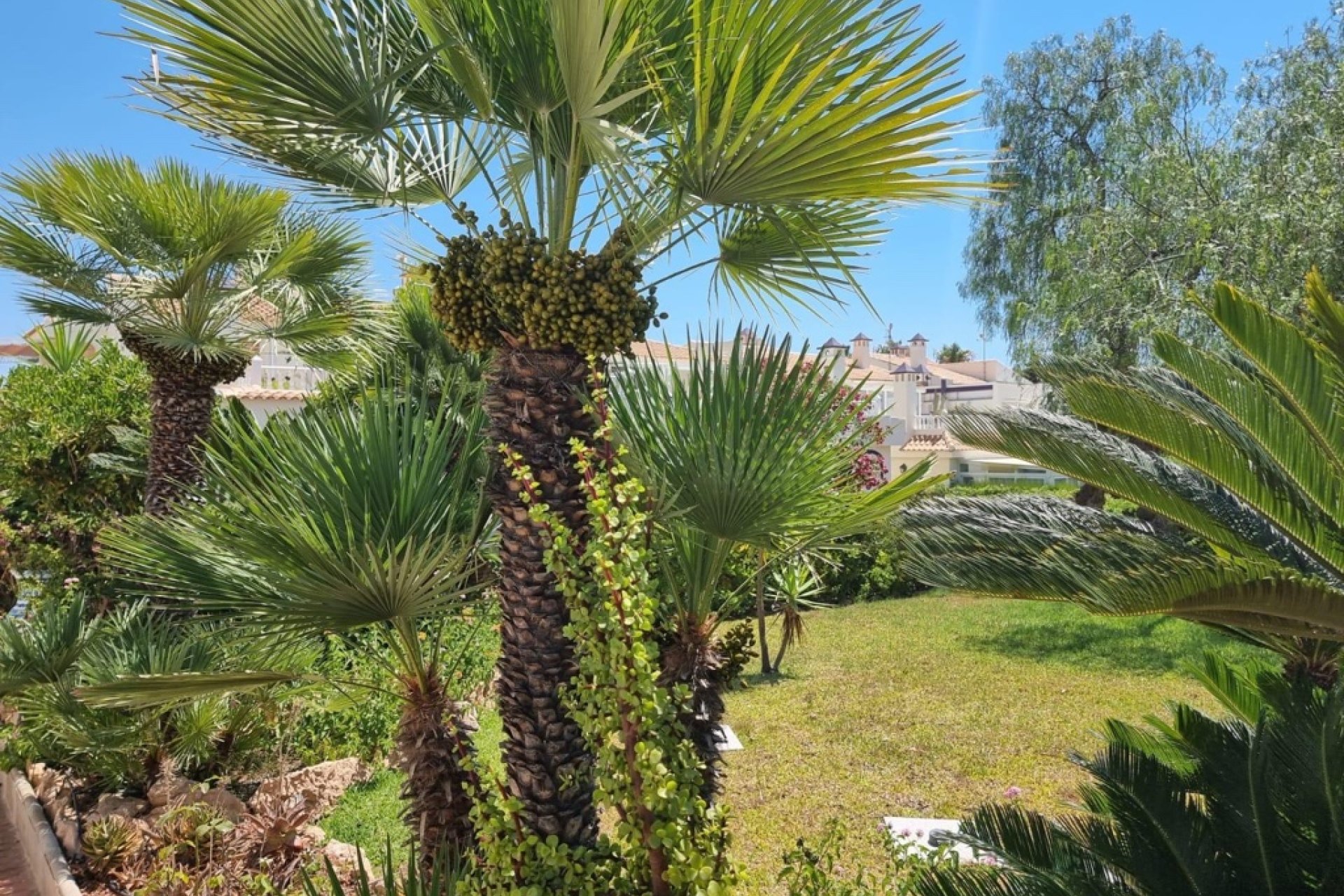 Resale - Apartment - Torrevieja - Los Balcones