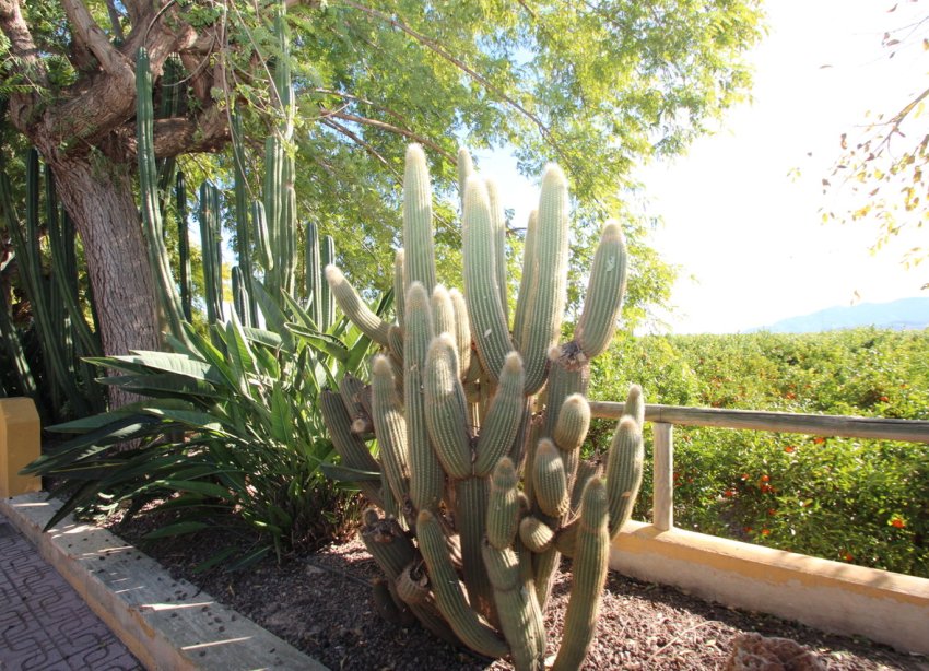 Resale - Farm Estate / Country Property - Murcia - Costa blanca