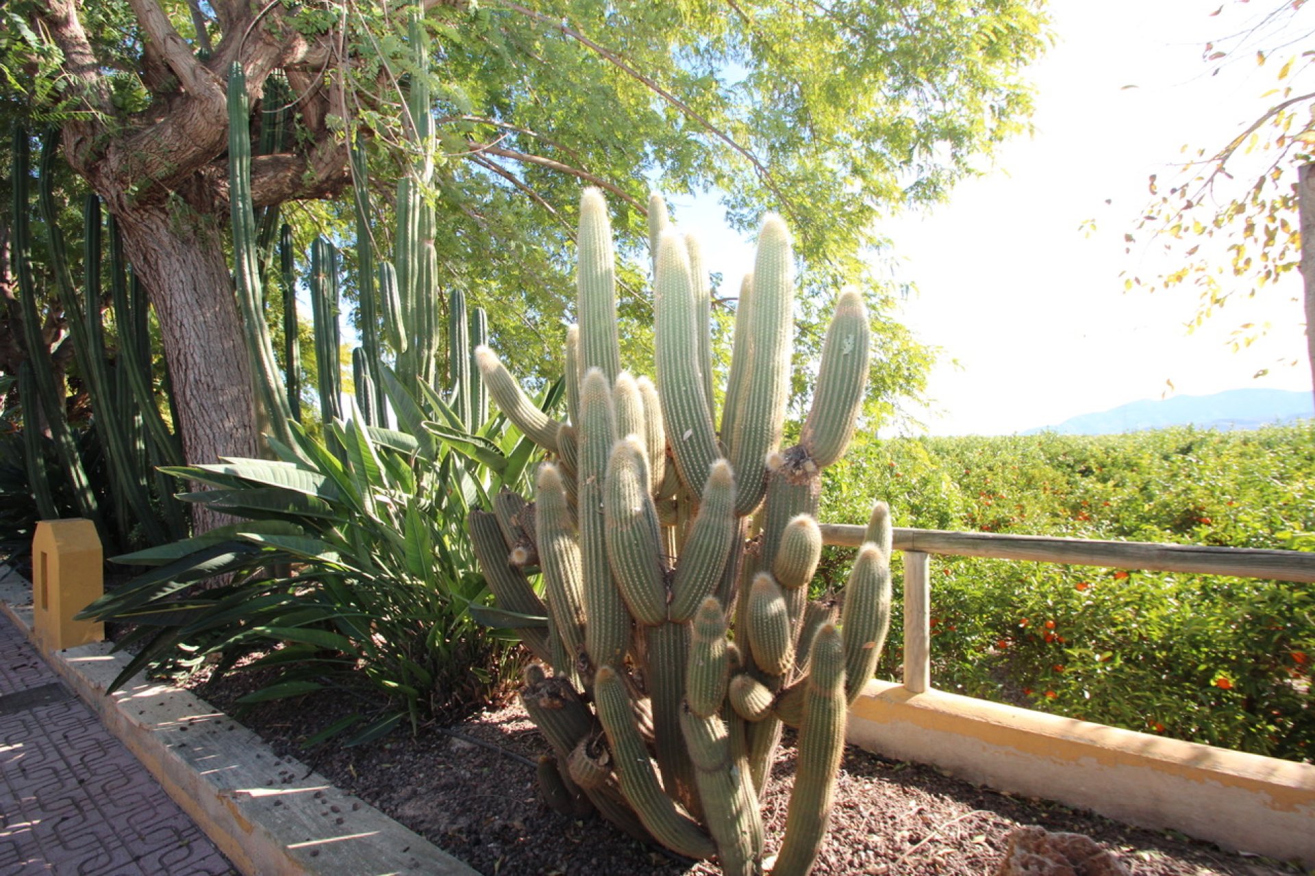 Resale - Farm Estate / Country Property - Murcia - Costa blanca