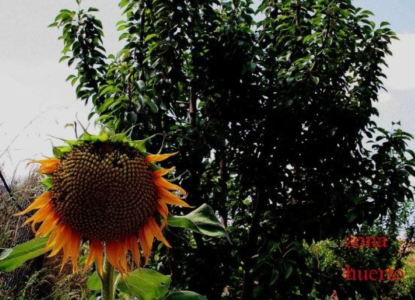 Resale - Farm Estate / Country Property - Murcia