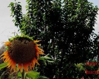 Resale - Farm Estate / Country Property - Murcia