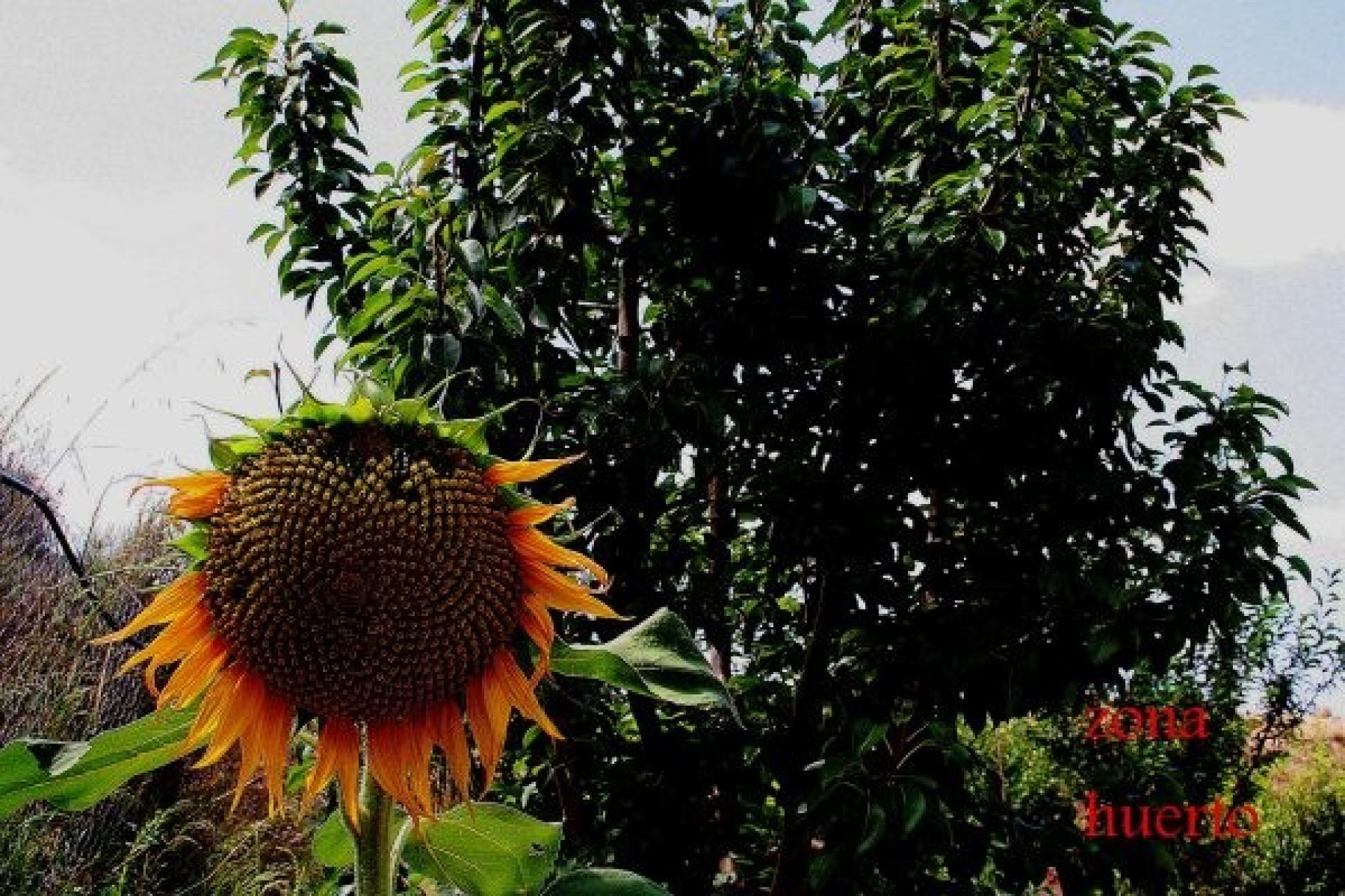 Resale - Farm Estate / Country Property - Murcia