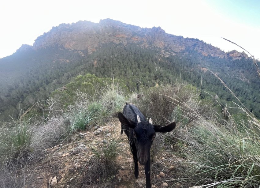 Resale - Farm Estate / Country Property - Murcia