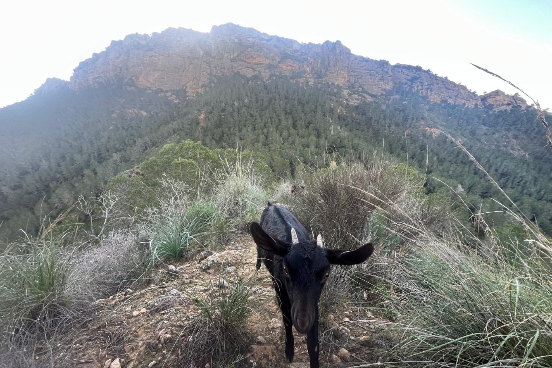 Resale - Farm Estate / Country Property - Murcia