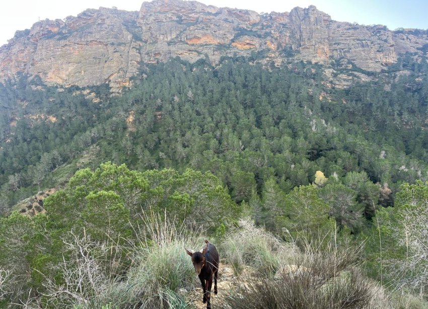 Resale - Farm Estate / Country Property - Murcia