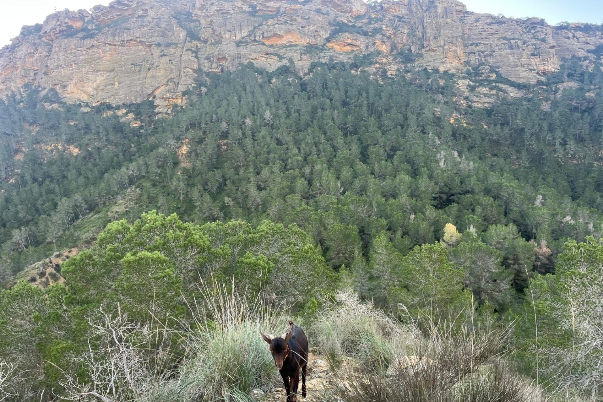 Resale - Farm Estate / Country Property - Murcia