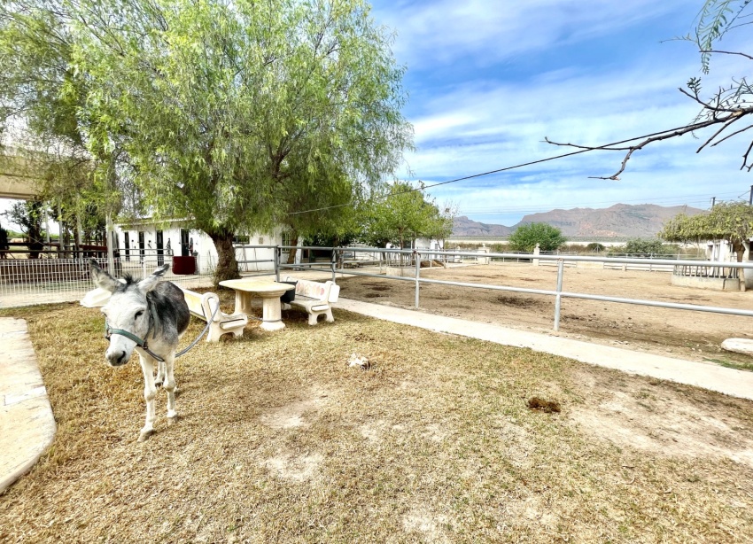 Resale - Farm Estate / Country Property - Orihuela