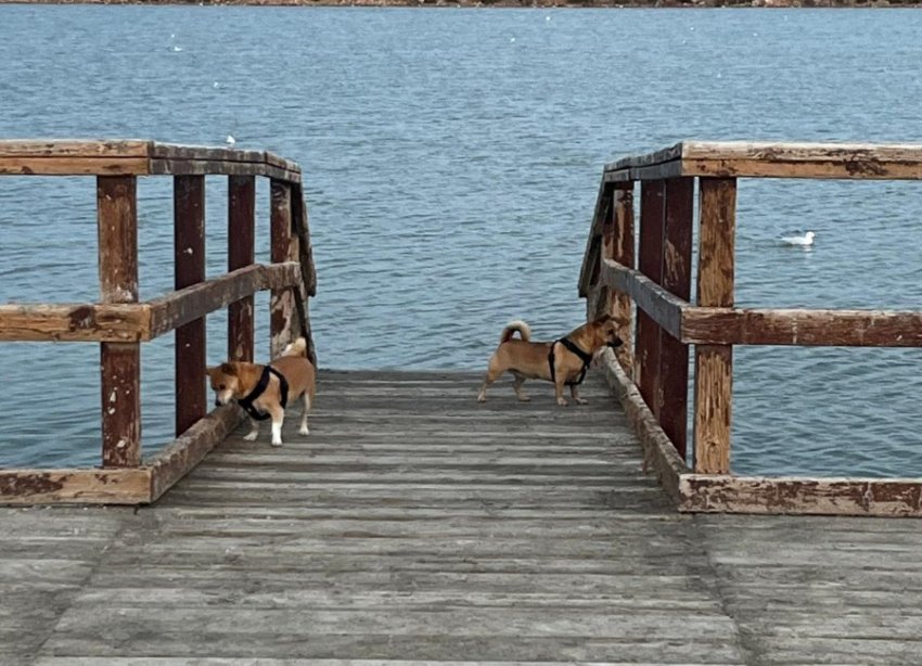 Resale - Terraced house / Townhouse - San Pedro del Pinatar - Los Antolinos