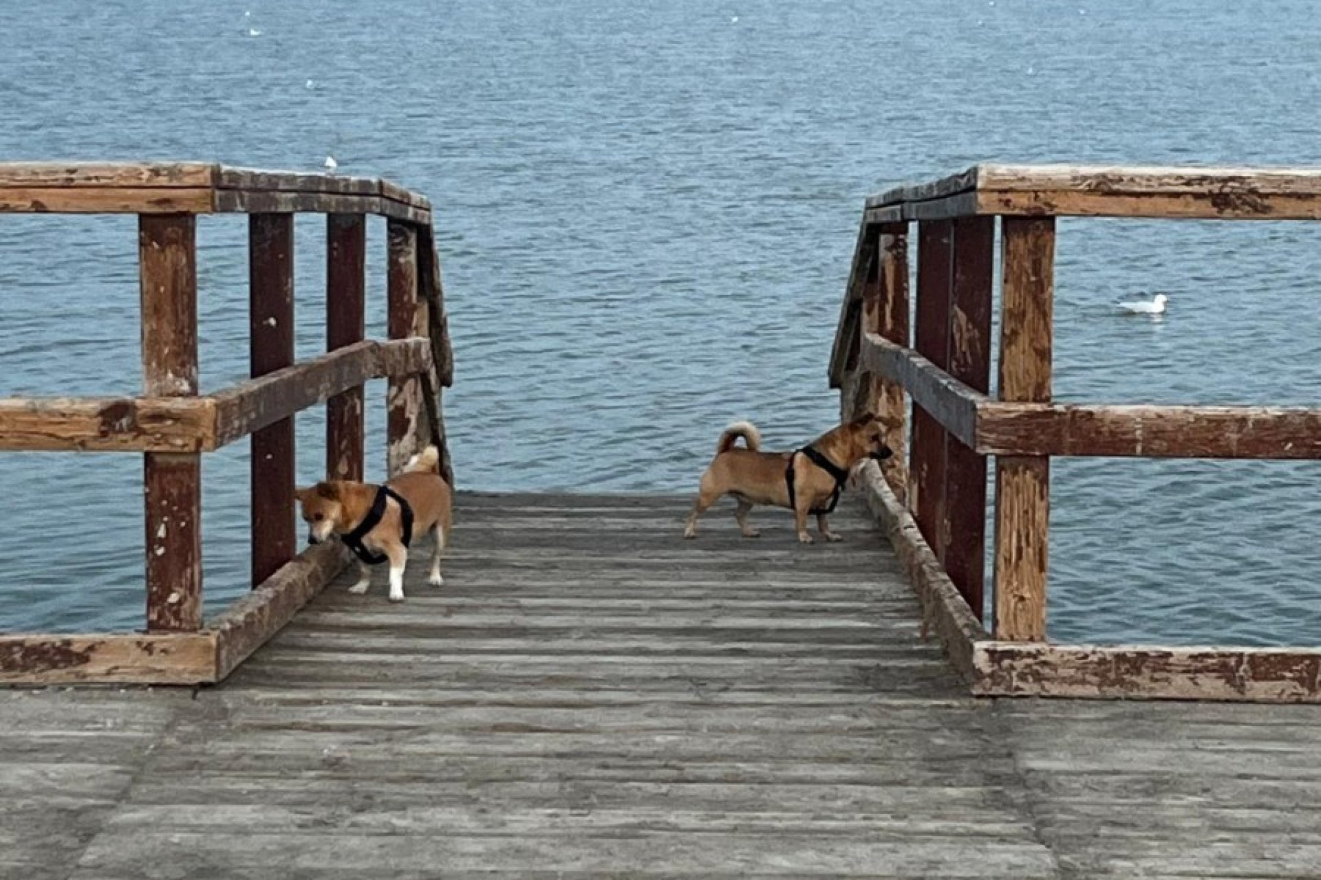 Resale - Terraced house / Townhouse - San Pedro del Pinatar - Los Antolinos