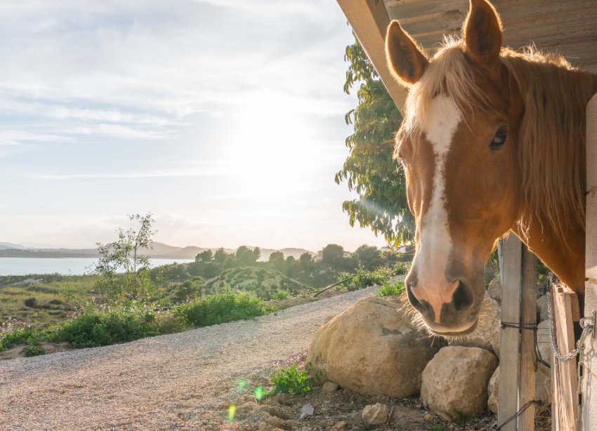 Resale - Villa - Costa Blanca - Orihuela Costa