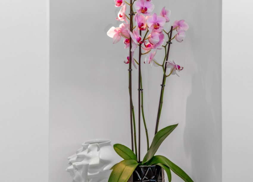 Resale - Villa - Guardamar del Segura - Guardamar Del Segura