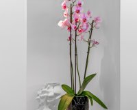 Resale - Villa / House - Guardamar del Segura