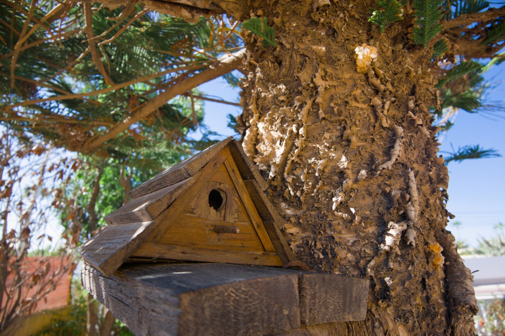 Resale - Villa - La Siesta - El Salado - Torreta - La Siesta