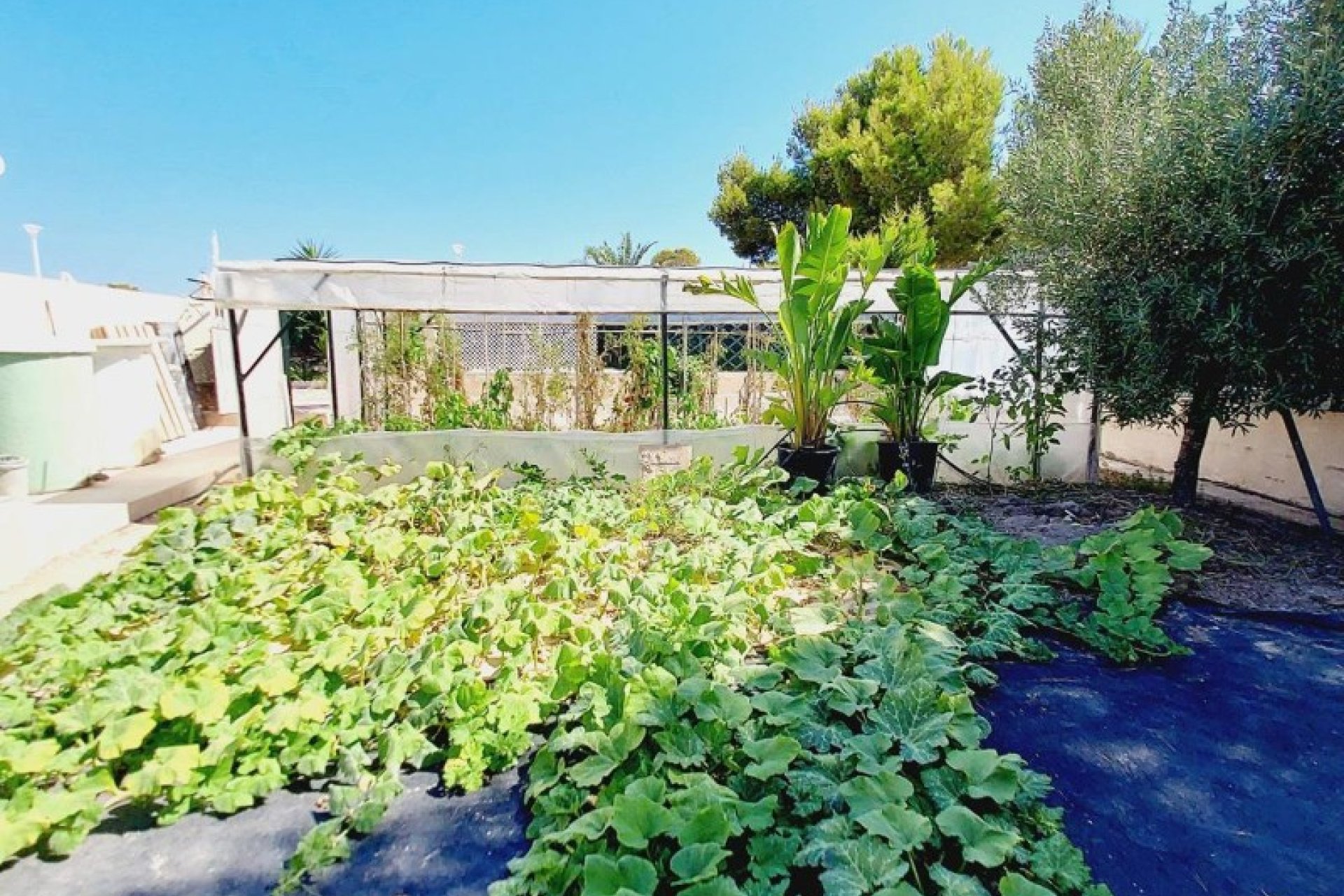 Resale - Villa - Orihuela Costa - Campoamor