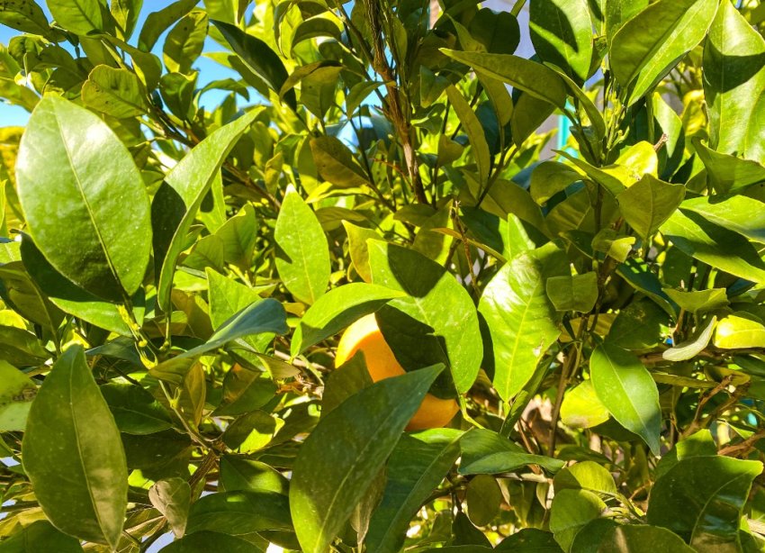 Resale - Villa - Orihuela Costa - La Zenia