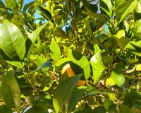 Resale - Villa - Orihuela Costa - La Zenia