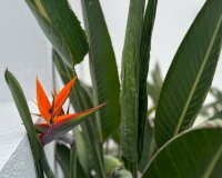 Resale - Villa - Torrevieja - Los Balcones - Los Altos del Edén