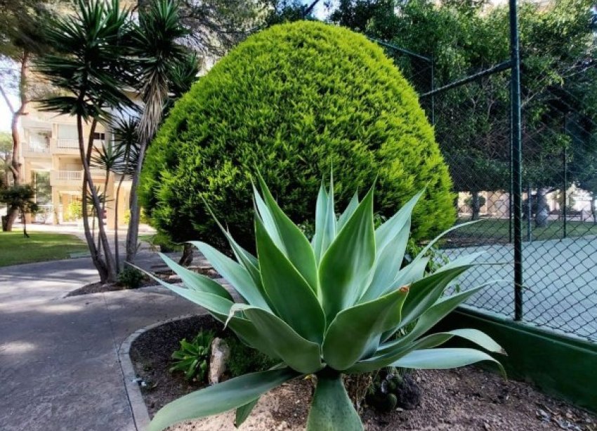 Reventa - Apartamento - Orihuela Costa - Dehesa De Campoamor