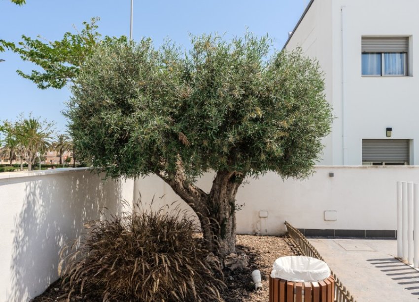 Reventa - Apartamento - Torre de la Horadada