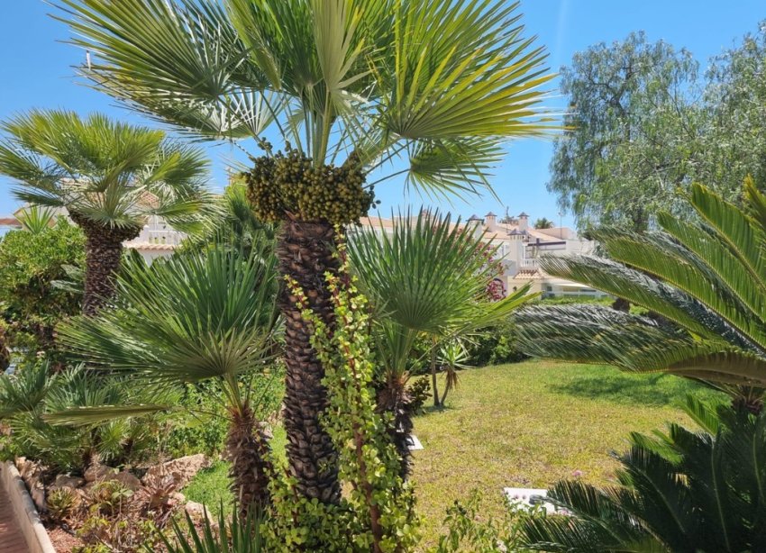 Reventa - Apartamento - Torrevieja - Los Balcones