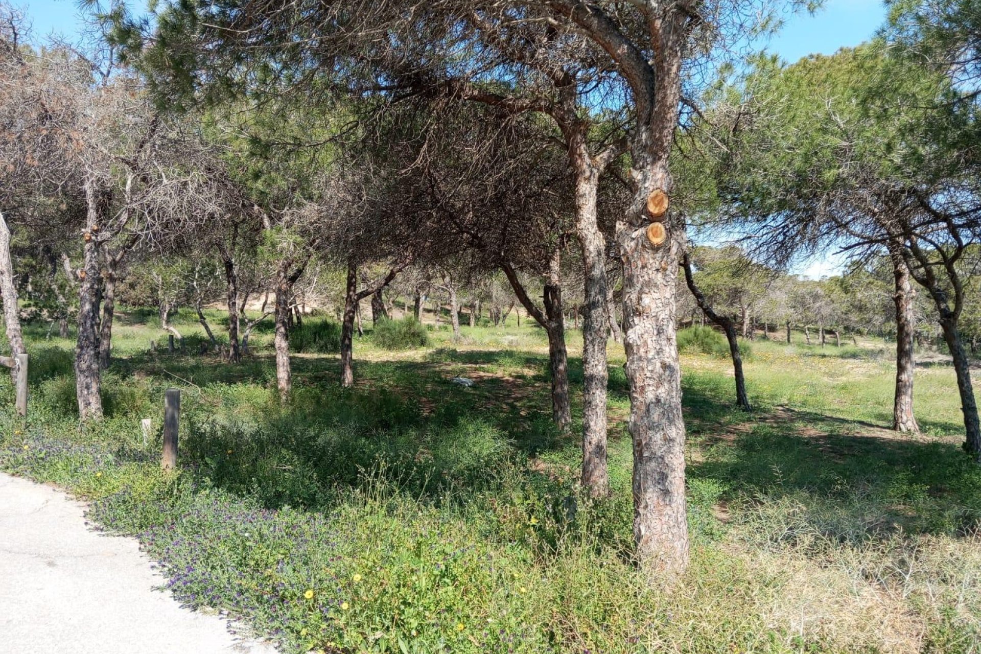 Reventa - Bungalow - Guardamar del Segura - Urbanizaciones