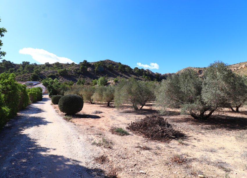 Reventa - Finca - Aspe - Aspe - Country