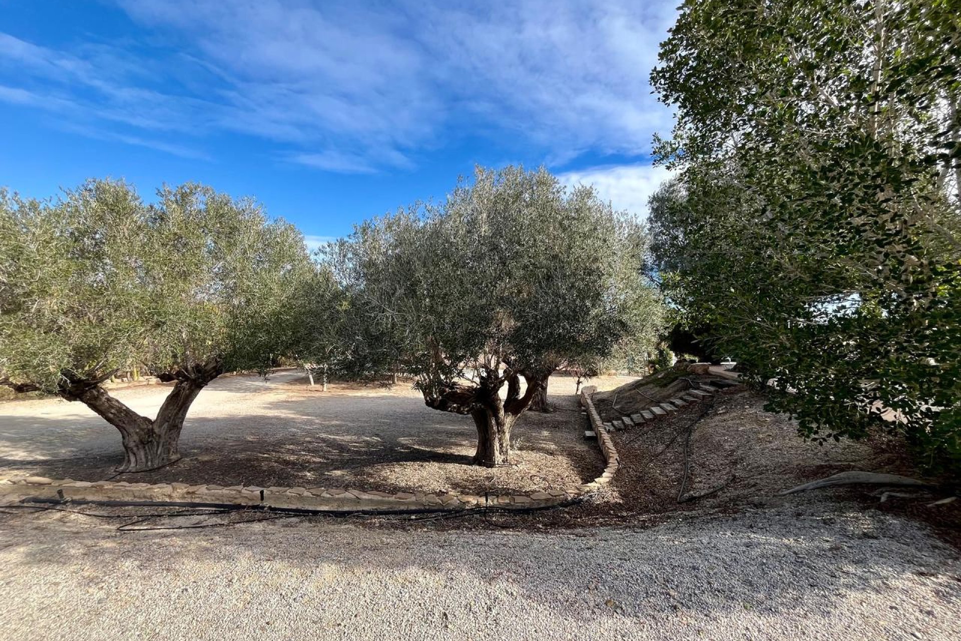 Reventa - Finca - El Esparragal