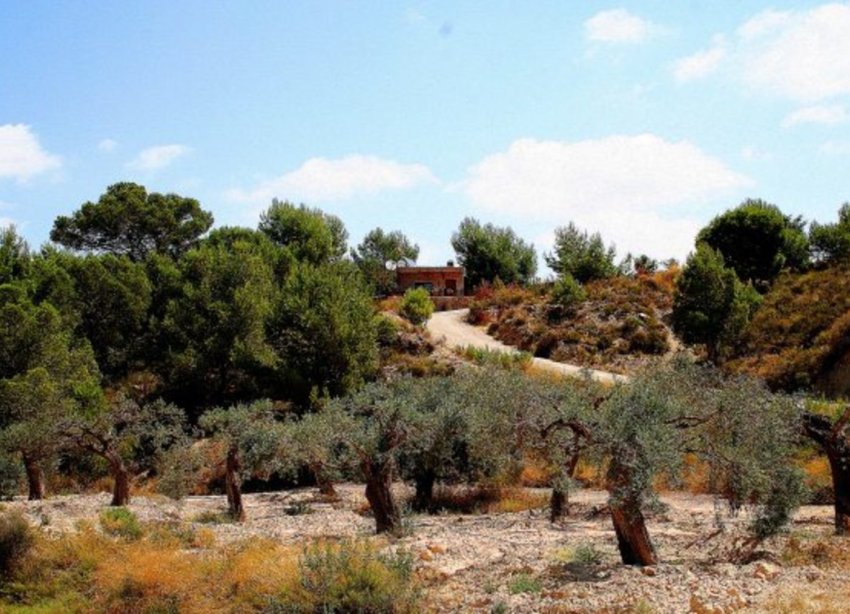 Reventa - Finca - Gea Y Truyols