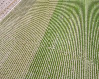 Reventa - Finca - Orihuela - Desamparados-Hurchillo-Torremendo