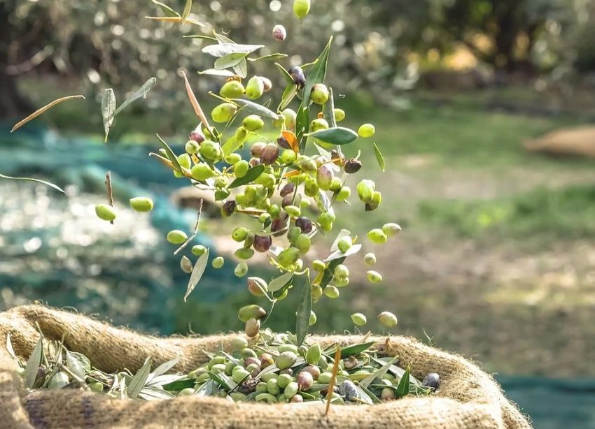 Reventa - Finca - Puerto Lumbreras - Nogalte