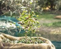 Reventa - Finca - Puerto Lumbreras - Nogalte