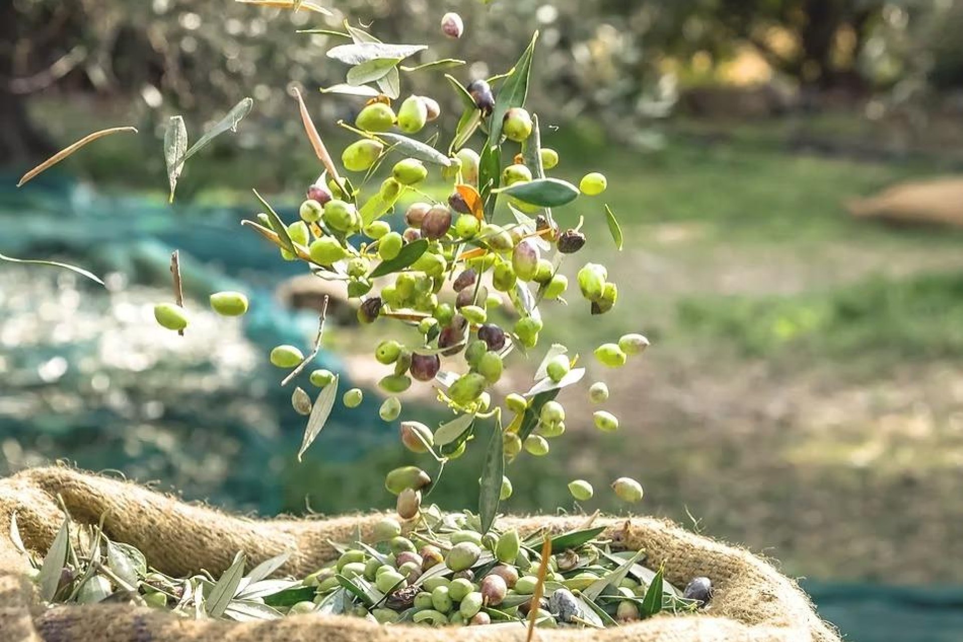 Reventa - Finca - Puerto Lumbreras - Nogalte