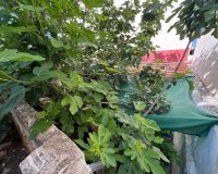 Reventa - Villa - Benejúzar