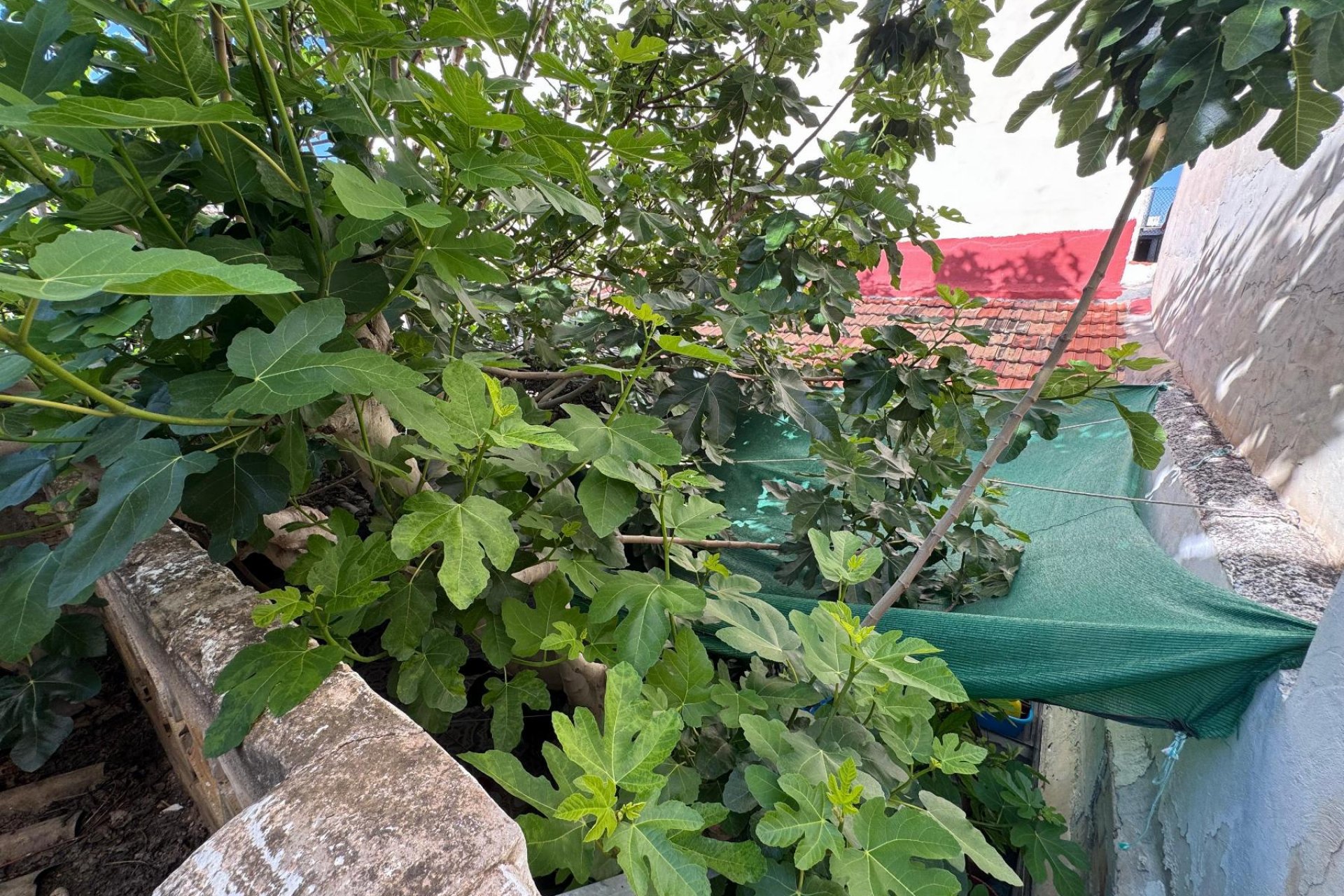 Reventa - Villa - Benejúzar