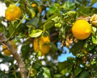 Reventa - Villa - Orihuela Costa - Villamartín