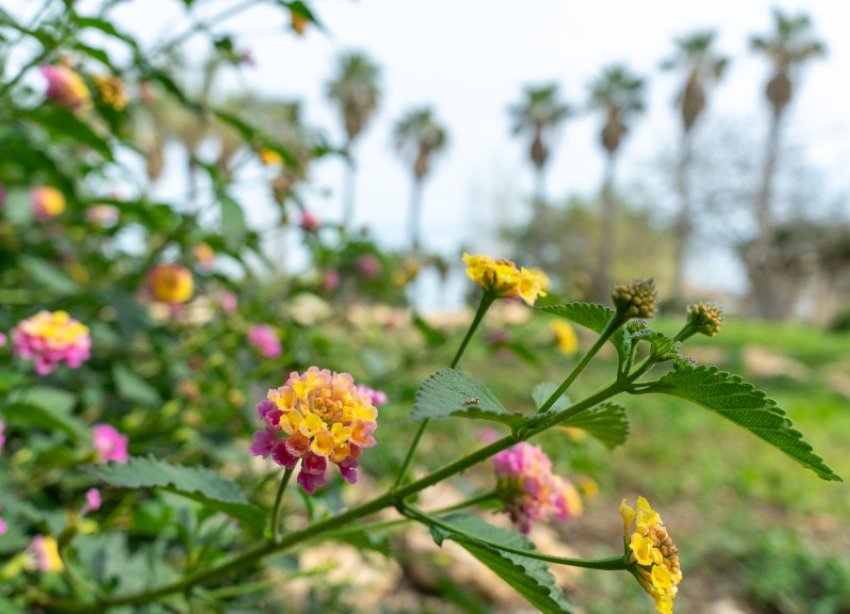 Reventa - Villa - Torrevieja - Los Altos