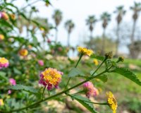 Reventa - Villa - Torrevieja - Los Altos