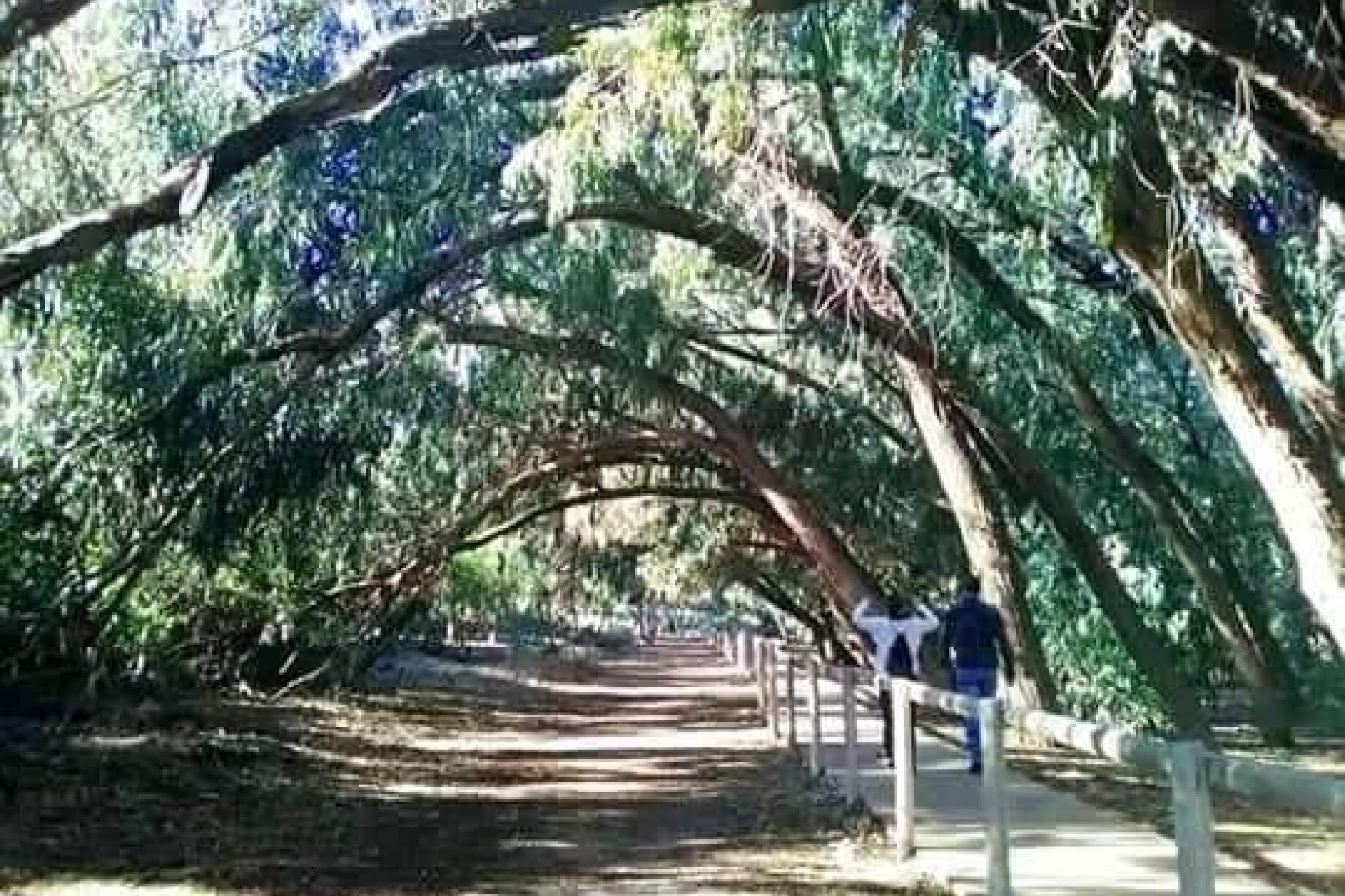 Rynek Pierwotny - Bungalow / Domek parterowy - Torrevieja - Altos del Sol