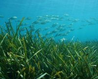 Rynek Pierwotny - Willa - Benissa - Racó Del Galeno