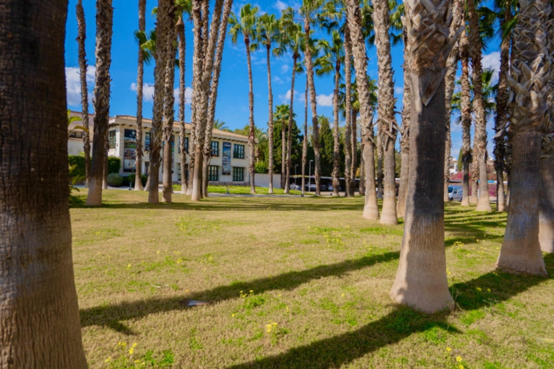 Rynek Wtórny - Apartament - Orihuela - Costa Blanca