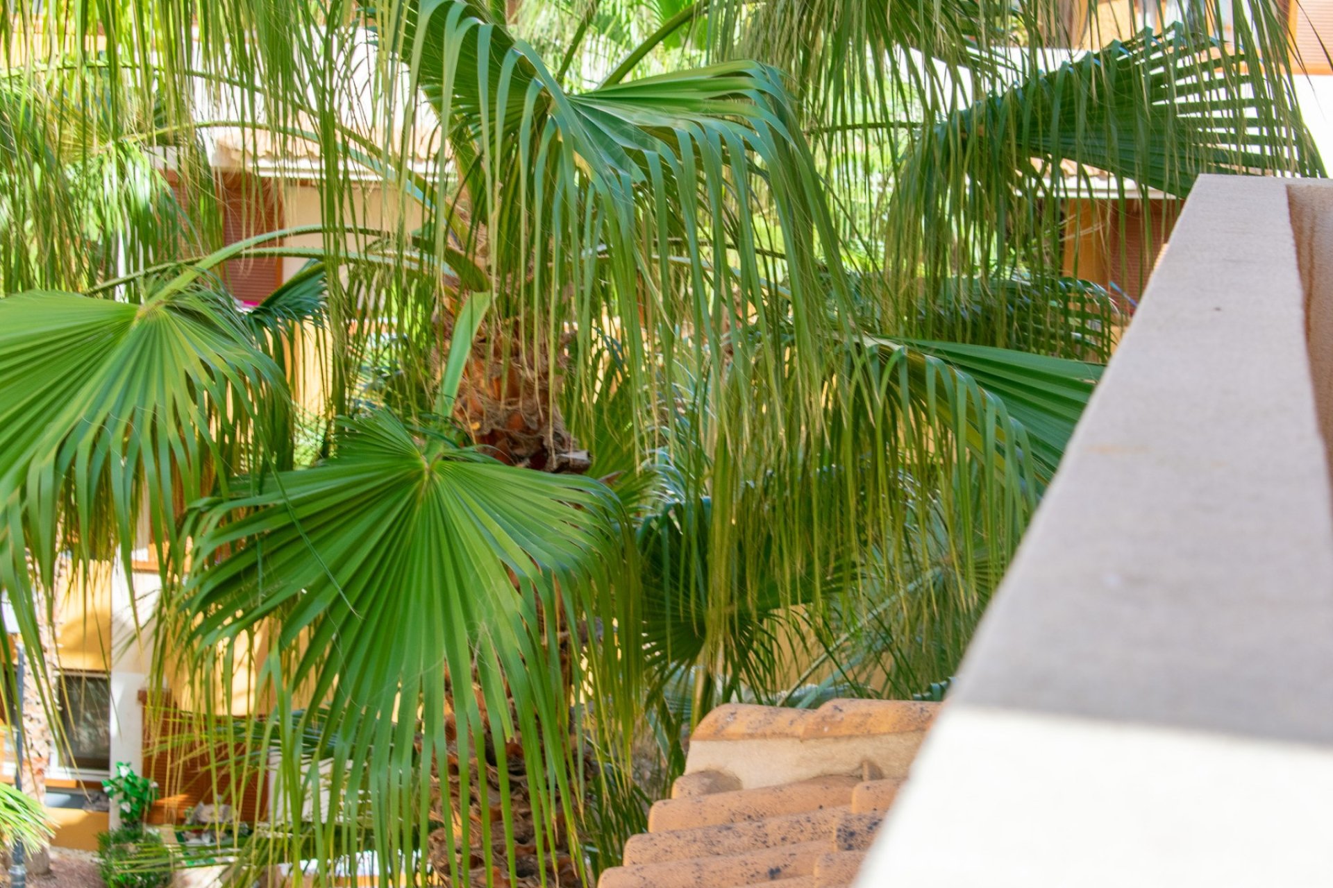 Rynek Wtórny - Apartment - Torrevieja - Punta Prima