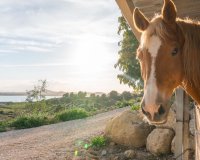 Rynek Wtórny - Willa - Costa Blanca - Orihuela Costa