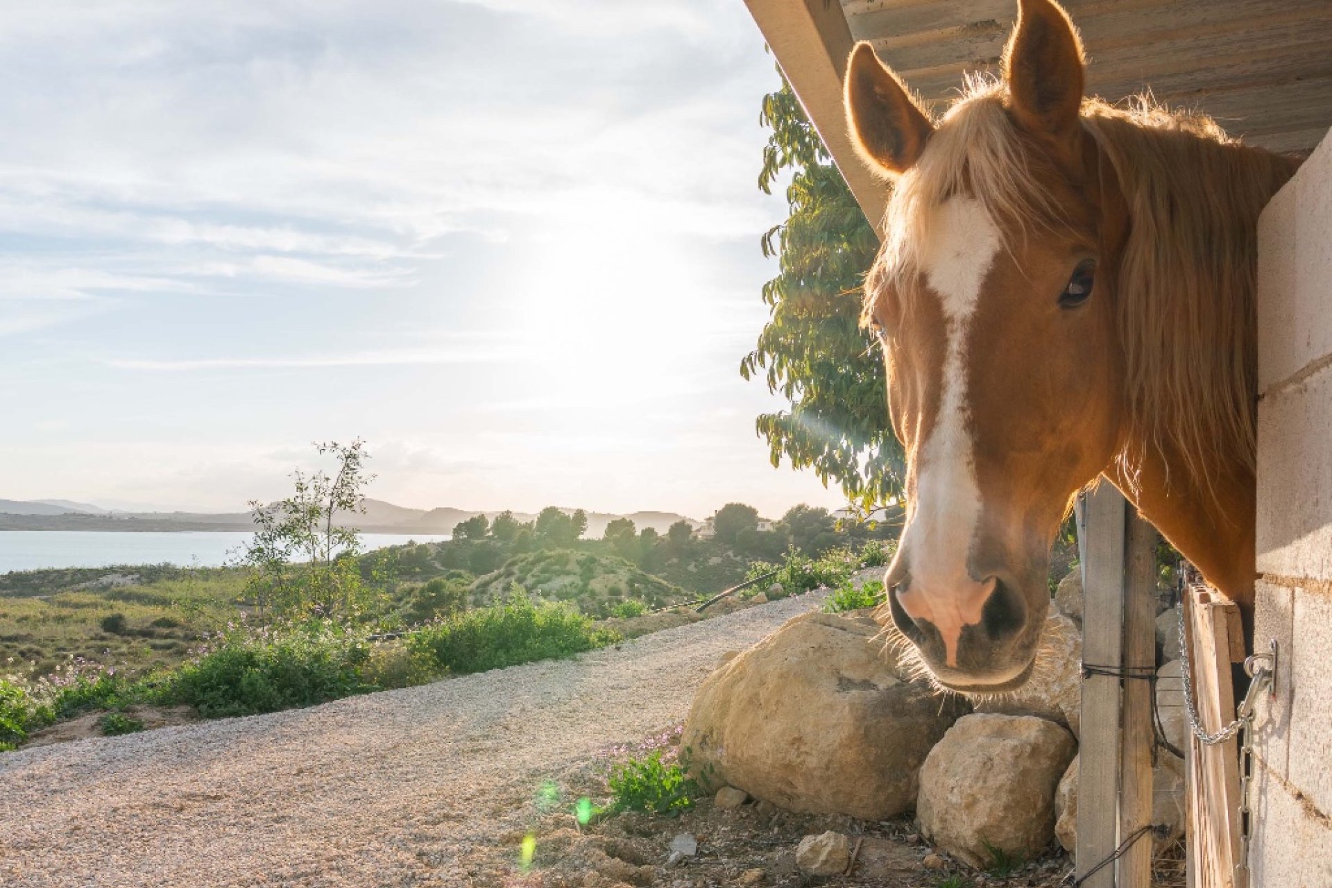 Rynek Wtórny - Willa - Costa Blanca - Orihuela Costa