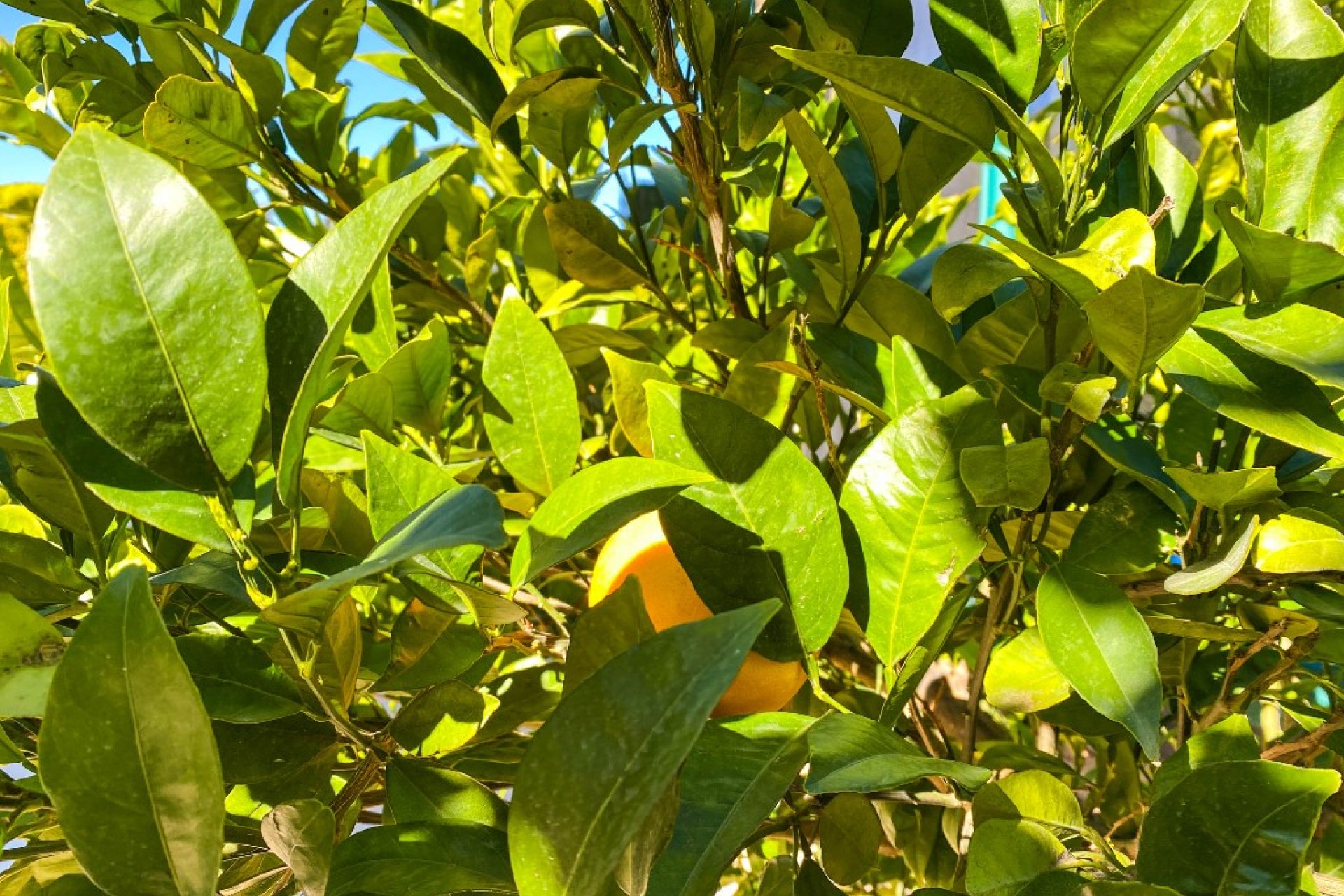 Rynek Wtórny - Willa - Orihuela Costa - La Zenia