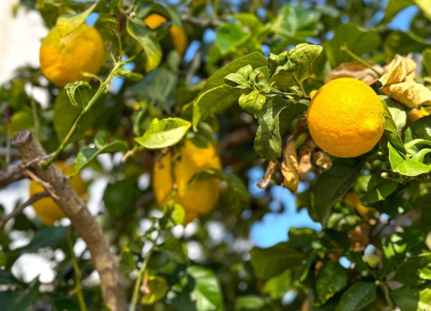 Rynek Wtórny - Willa - Orihuela Costa - Villamartín