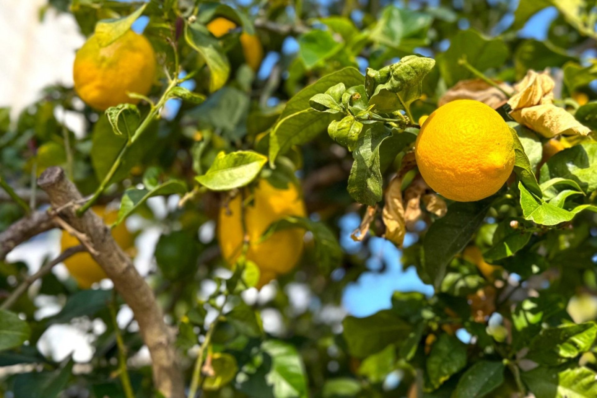 Rynek Wtórny - Willa - Orihuela Costa - Villamartín