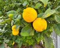 Rynek Wtórny - Willa - San Miguel de Salinas